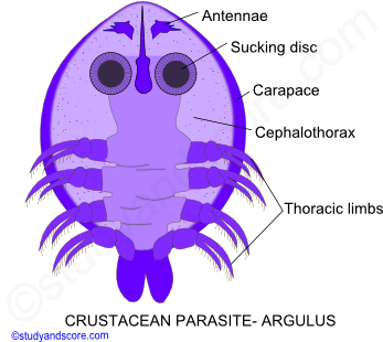 Parasitism in Crustaceae, crustacean parasites, parasitic crustaceans, copepod parasites, Isopoda parasites, cirripidea parasites, Branchiura parasites